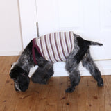 RIBBED BORDER DOG CAMISOLE 1