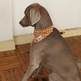 PATTERN DOG SCARF10