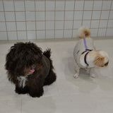 DOG BOA VEST4