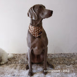 PATTERN DOG SCARF 4