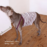 RIBBED BORDER DOG CAMISOLE 5