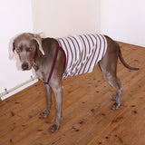 RIBBED BORDER DOG CAMISOLE 6