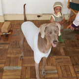 26SS PILE DOG TOPS10