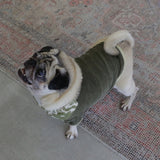 VELOUR DOG WEAR17