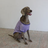 VELOUR DOG WEAR6